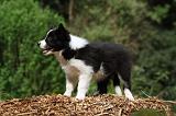 BORDER COLLIE 866